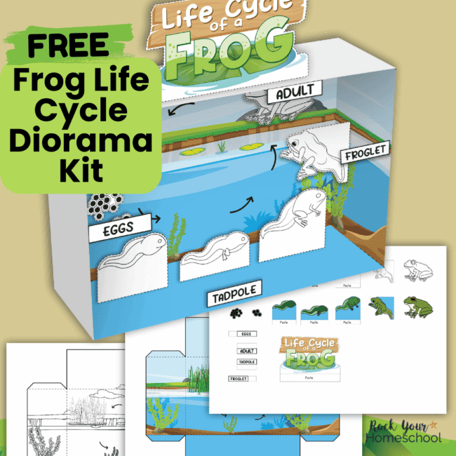 Frog Life Cycle Diorama