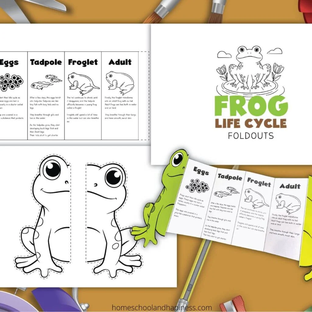 Frog Life Cycle Fold Out Activity