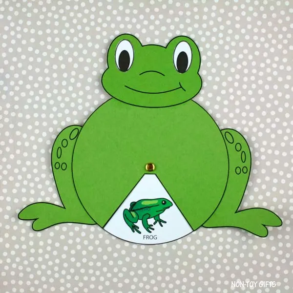 Frog Life Cycle Spinner