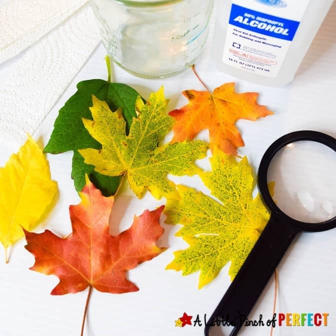 Leaf Chromatography Science Experiment