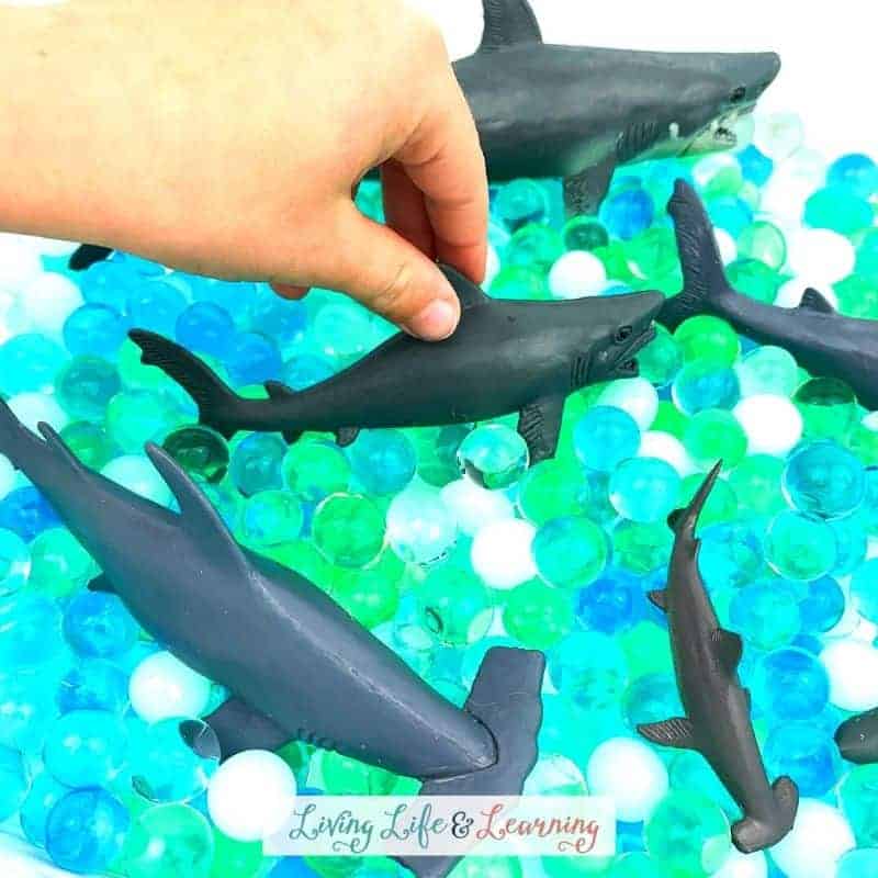 Shark Sensory Bin