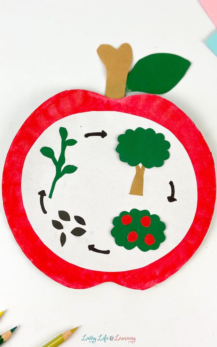 Apple Life Cycle Craft