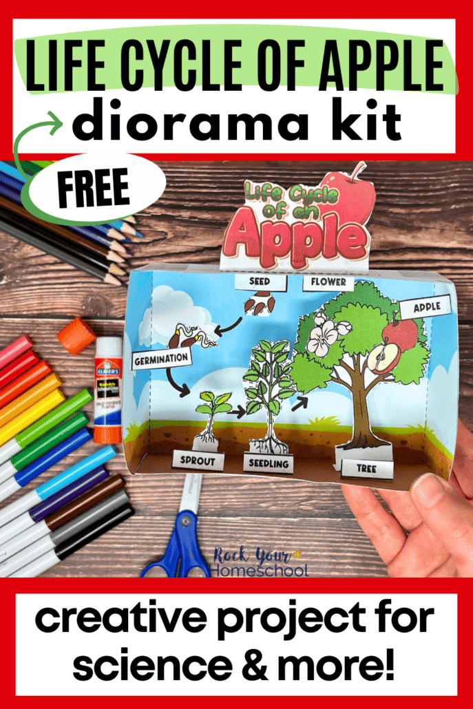 Life Cycle Of Apple Tree: Creative Diorama Activity