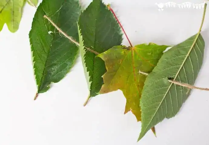 All Natural Leaf Threading